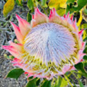 Meet your Posher, Silvia